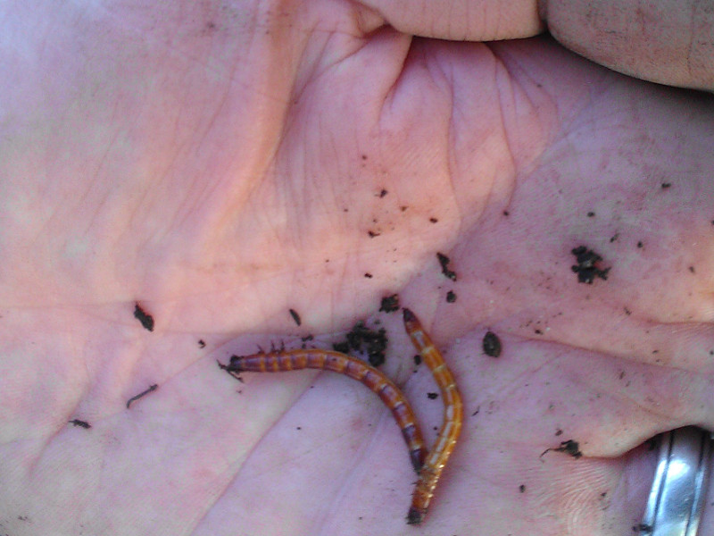 Wireworms Bad For Your Garden Eliot Neighborhood