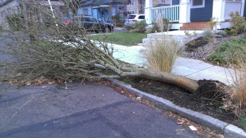 Fallen tree on Rodney near Graham.